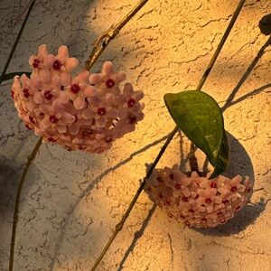 Meet your Posher, OM.